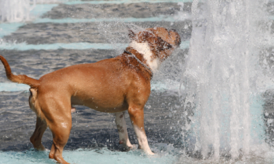 Descubra Se os Animais Sentem Calor Como os Humanos