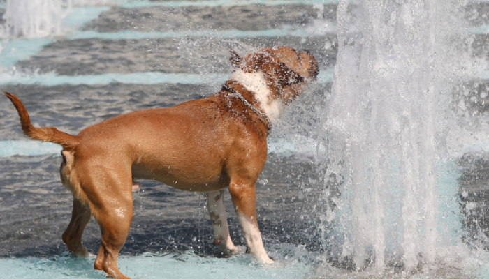 Descubra Se os Animais Sentem Calor Como os Humanos