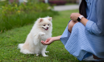 Aplicativos para treinar animais