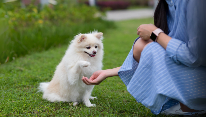 Aplicativos para treinar animais