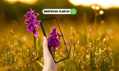 Aplicativo Para Identificar Plantas - Saiba Como Funciona