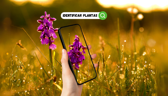 Aplicativo Para Identificar Plantas - Saiba Como Funciona